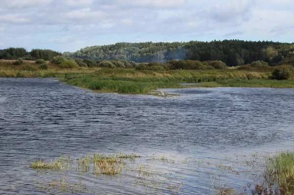 View Shore River Bed White Heron Water Sunny September Day — Stock Photo, Image