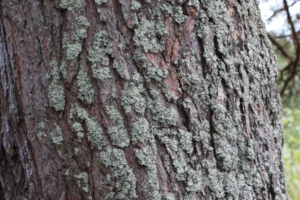 天然の背景や質感として古い松の樹皮のクローズアップ — ストック写真