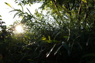 Söğüt ağacı dallarının yakınına güneş ışığı ailesinin Eylül akşamı