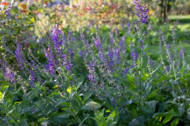 Güneşli bir Eylül akşamında lavanta çiçeklerinin yakın çekimi