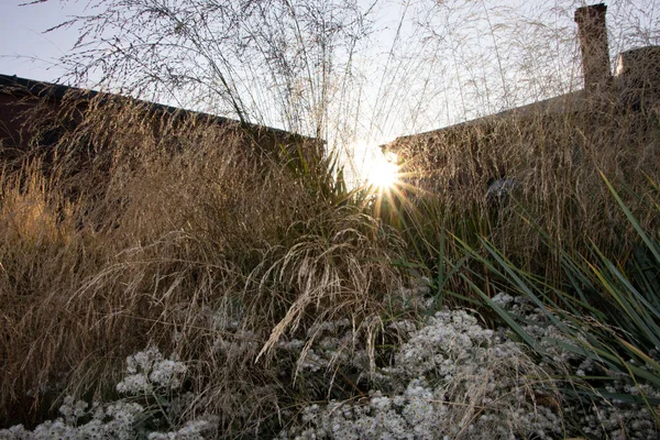 Close Grama Muhly Rosa Contra Fundo Céu Nos Raios Pôr — Fotografia de Stock