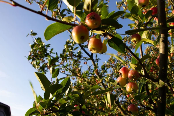 Close-up of twigs with apples against the sky in the rays of the sunset in September evening