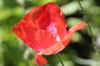 Doğal bej arka planda, güneş ışığında haşhaşın yakın çekim (makro çekim). 'Dolu Çiçek'
