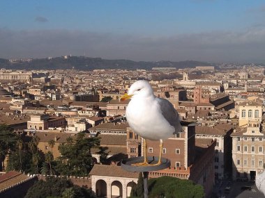 Kongre binasındaki martılara yakın çekim.