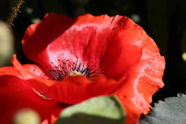 Gros Plan Macro Shot Pétale Lys Jaune Lumière Soleil Sur — Photo