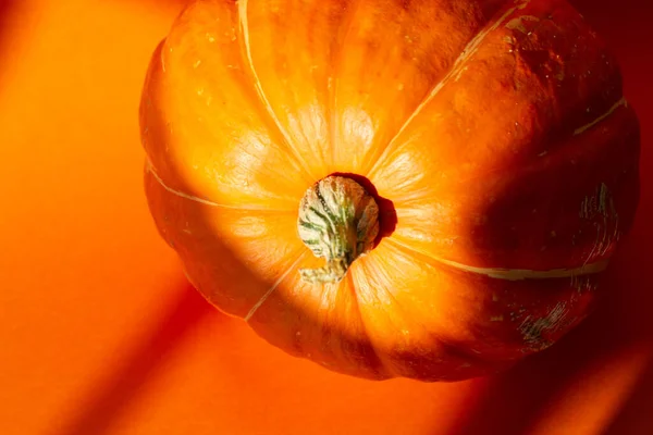 Detailní Záběr Makro Záběr Dýní Oranžovém Pozadí Slunečním Světle — Stock fotografie