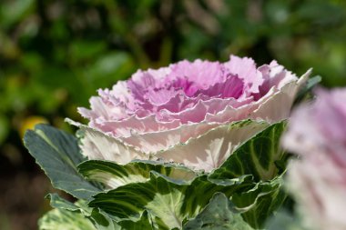 Süslü lahana yapraklarının (lat) yakın çekimi (makro çekim). Doğal yeşil-mor arkaplan ya da doku olarak güneş ışığında