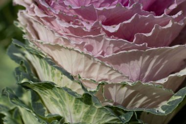 Süslü lahana yapraklarının (lat) yakın çekimi (makro çekim). Doğal yeşil-mor arkaplan ya da doku olarak güneş ışığında