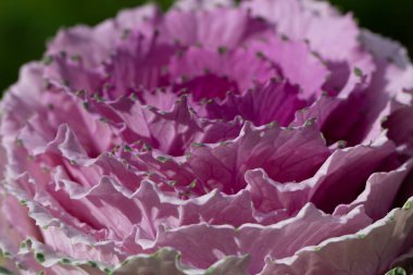 Süslü lahana yapraklarının (lat) yakın çekimi (makro çekim). Güneş ışığında doğal bir mor arkaplan ya da doku olarak