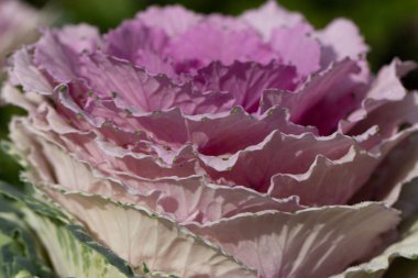 Süslü lahana yapraklarının (lat) yakın çekimi (makro çekim). Doğal yeşil-mor arkaplan ya da doku olarak güneş ışığında