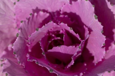 Süslü lahana yapraklarının (lat) yakın çekimi (makro çekim). Güneş ışığında doğal bir mor arkaplan ya da doku olarak