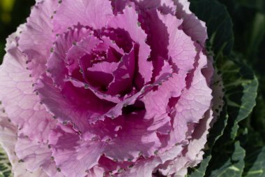 Süslü lahana yapraklarının (lat) yakın çekimi (makro çekim). Güneş ışığında doğal bir mor arkaplan ya da doku olarak