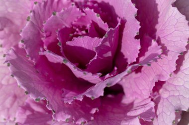 Süslü lahana yapraklarının (lat) yakın çekimi (makro çekim). Güneş ışığında doğal bir mor arkaplan ya da doku olarak