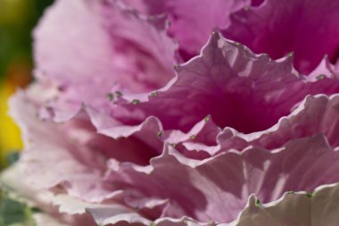 Süslü lahana yapraklarının (lat) yakın çekimi (makro çekim). Güneş ışığında doğal bir mor arkaplan ya da doku olarak