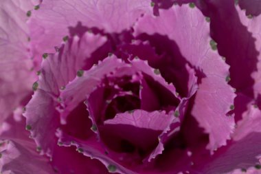 Süslü lahana yapraklarının (lat) yakın çekimi (makro çekim). Güneş ışığında doğal bir mor arkaplan ya da doku olarak