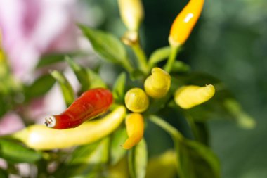  Yakın çekim (makro atış) acı biber