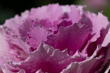 Süslü lahana yapraklarının (lat) yakın çekimi (makro çekim). Güneş ışığında doğal bir mor arkaplan ya da doku olarak