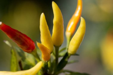  Yakın çekim (makro atış) acı biber