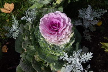 Süslü lahana (lat) yakın çekim (makro çekim). Güneş ışığında ve yapraklarının üzerindeki çiy damlalarıyla