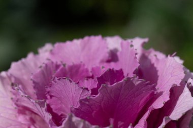Süslü lahana yapraklarının (lat) yakın çekimi (makro çekim). Güneş ışığında doğal bir mor arkaplan ya da doku olarak