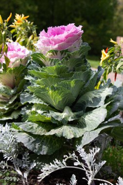 Dekoratif lahana (lat) yakın çekim (makro çekim). Güneş ışığında ve yaprakların üzerindeki çiğ damlalarıyla. Yandan görüntüle