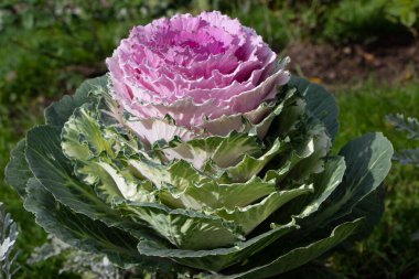 Dekoratif lahana (lat) yakın çekim (makro çekim). Güneş ışığında ve yaprakların üzerindeki çiğ damlalarıyla. Yandan görüntüle