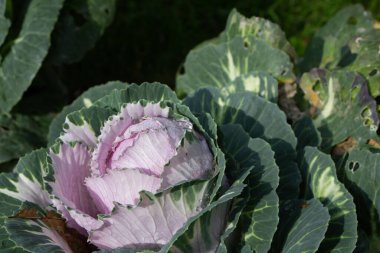 Mayalanmamış lahananın (lat) yakın çekim (makro çekim). Güneş ışığında ve yapraklarının üzerindeki çiy damlalarıyla. Yukarıdan bir manzara