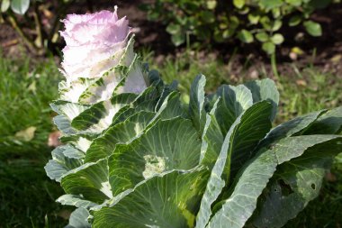 Dekoratif lahana (lat) yakın çekim (makro çekim). Güneş ışığında ve yaprakların üzerindeki çiğ damlalarıyla. Yandan görüntüle