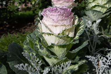 Dekoratif lahana (lat) yakın çekim (makro çekim). Güneş ışığında ve yaprakların üzerindeki çiğ damlalarıyla. Yandan görüntüle