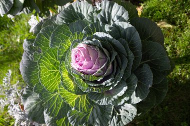 Süslü lahana (lat) yakın çekim (makro çekim). Güneş ışığında ve yapraklarının üzerindeki çiy damlalarıyla