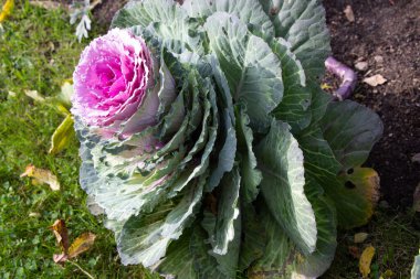 Süslü lahana (lat) yakın çekim (makro çekim). Güneş ışığında ve yapraklarının üzerindeki çiy damlalarıyla