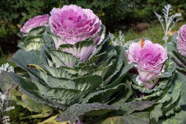 Süslü lahana (lat) yakın çekim (makro çekim). Güneş ışığında ve yapraklarının üzerindeki çiy damlalarıyla
