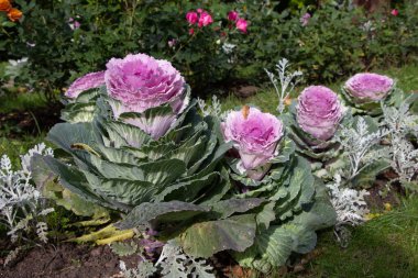 Süslü lahana yatağının (lat) bir parçasına yakın plan. Şehir parkında güneş ışığında...