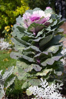 Dekoratif lahana (lat) yakın çekim (makro çekim). Güneş ışığında ve yaprakların üzerindeki çiğ damlalarıyla. Yandan görüntüle