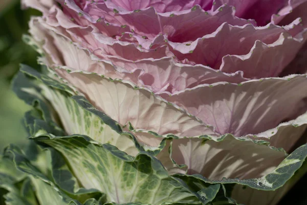 Süslü lahana yapraklarının (lat) yakın çekimi (makro çekim). Doğal yeşil-mor arkaplan ya da doku olarak güneş ışığında