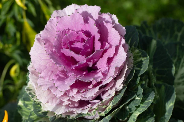 Süslü lahana (lat) yakın çekim (makro çekim). Güneş ışığında ve yapraklarının üzerindeki çiy damlalarıyla