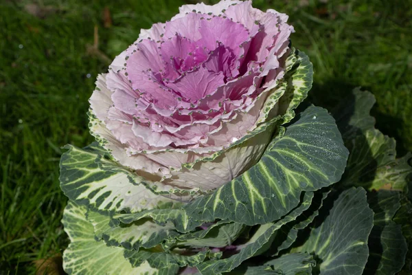 Süslü lahana (lat) yakın çekim (makro çekim). Güneş ışığında ve yapraklarının üzerindeki çiy damlalarıyla