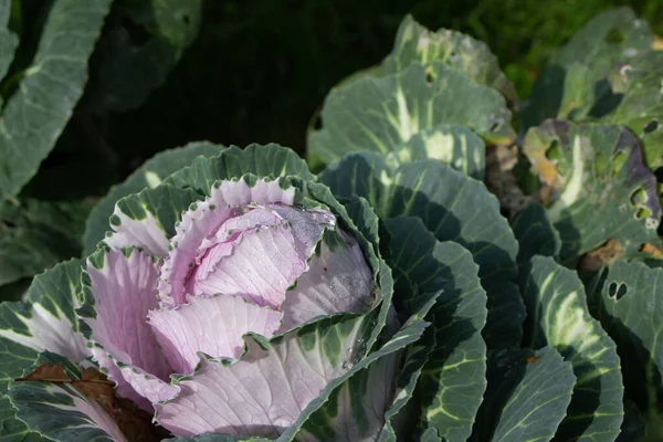 Mayalanmamış lahananın (lat) yakın çekim (makro çekim). Güneş ışığında ve yapraklarının üzerindeki çiy damlalarıyla. Yukarıdan bir manzara