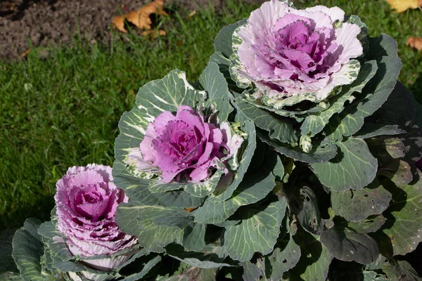 Üç süs lahanasının (lat) yakın çekimi (makro çekim). Şehir parkında güneş ışığının altında. Yukarıdan bir manzara