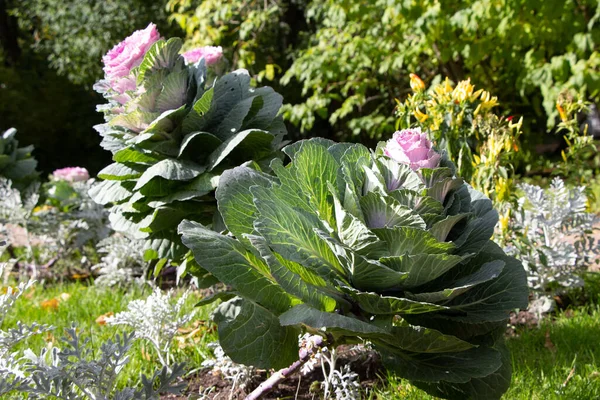 İki süs lahanasının (lat) yakın çekimi (makro çekim). Şehir parkında güneş ışığının altında. Yandan görüntüle
