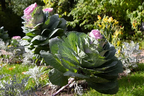 Close Macro Shoot Two Ornamental Cabbage Lat Brassica Sunlight City — Stock Photo, Image