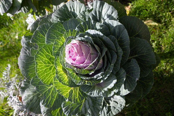 Süslü lahana (lat) yakın çekim (makro çekim). Güneş ışığında ve yapraklarının üzerindeki çiy damlalarıyla