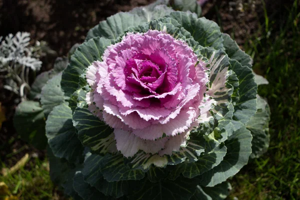 Süslü lahana (lat) yakın çekim (makro çekim). Güneş ışığında ve yapraklarının üzerindeki çiy damlalarıyla
