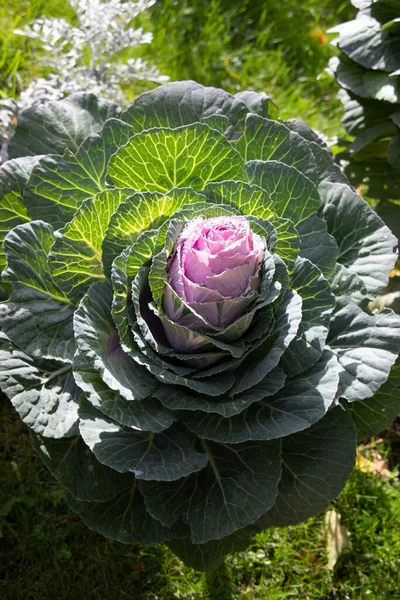 Süslü lahana (lat) yakın çekim (makro çekim). Güneş ışığında ve yapraklarının üzerindeki çiy damlalarıyla