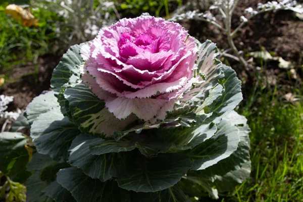Süslü lahana (lat) yakın çekim (makro çekim). Güneş ışığında ve yapraklarının üzerindeki çiy damlalarıyla