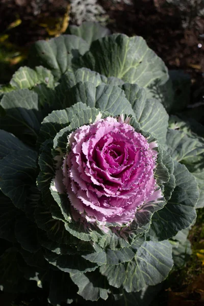 Großaufnahme Makrotrieb Von Zierkohl Lat Brassica Sonnenlicht Und Mit Tautropfen — Stockfoto