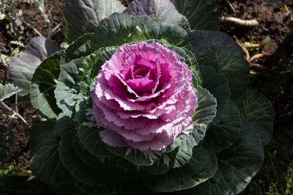 Primer Plano Macrobrote Repollo Ornamental Lat Brassica Luz Del Sol —  Fotos de Stock