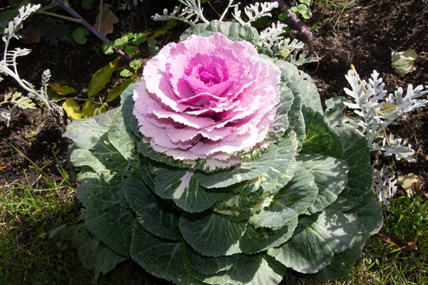 Süslü lahana (lat) yakın çekim (makro çekim). Güneş ışığında ve yapraklarının üzerindeki çiy damlalarıyla