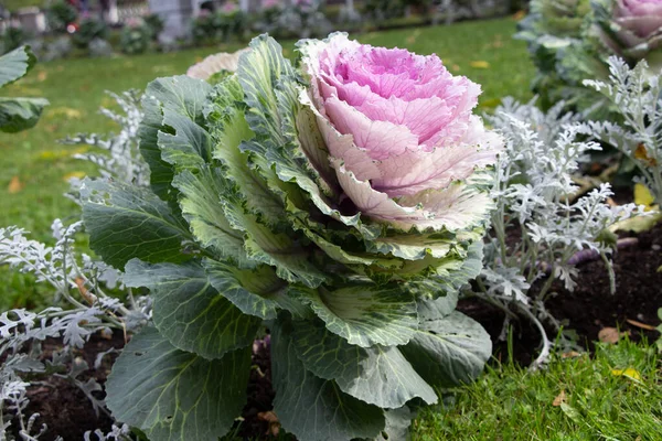 Süslü lahana (lat) yakın çekim (makro çekim). Güneş ışığında ve yapraklarının üzerindeki çiy damlalarıyla