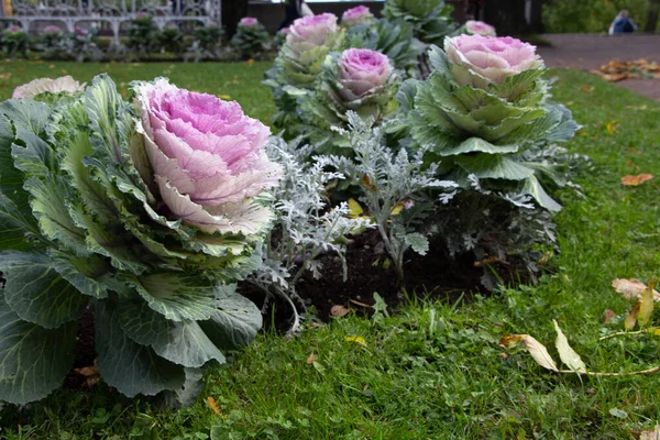Süslü lahana yatağının (lat) bir parçasına yakın plan. Şehir parkında güneş ışığında...